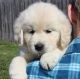 Golden Retriever Puppies for sale in Bismarck, AR 71929, USA. price: NA
