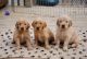 Golden Retriever Puppies for sale in Washington Ave, Houston, TX, USA. price: NA