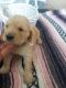 Golden Retriever Puppies for sale in Bluffton, IN 46714, USA. price: NA