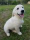 Golden Retriever Puppies for sale in Chatsworth, GA 30705, USA. price: NA