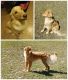 Golden Retriever Puppies for sale in Mt Dora, FL 32757, USA. price: $500
