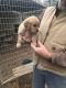 Golden Retriever Puppies for sale in Holladay, TN 38341, USA. price: NA