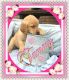 Golden Retriever Puppies for sale in Sherrodsville, OH 44675, USA. price: $599