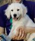 Golden Retriever Puppies for sale in Howard City, MI 49329, USA. price: $1,400
