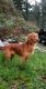 Golden Retriever Puppies for sale in Lebanon, OR 97355, USA. price: NA