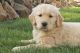 Golden Retriever Puppies for sale in Plummer, ID 83851, USA. price: NA
