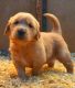 Golden Retriever Puppies for sale in Campo, CA 91906, USA. price: NA