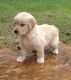 Golden Retriever Puppies for sale in Sabina, OH 45169, USA. price: $800