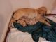 Golden Retriever Puppies for sale in 32901 CA-1, Fort Bragg, CA 95437, USA. price: NA