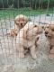 Golden Retriever Puppies for sale in Harrisonburg, VA, USA. price: NA