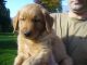 Golden Retriever Puppies for sale in East Wenatchee, WA 98802, USA. price: $1,050