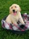 Golden Retriever Puppies for sale in Millersburg, OH 44654, USA. price: $895