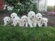 Golden Retriever Puppies for sale in Lykens, PA, USA. price: NA