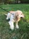 Golden Retriever Puppies for sale in Princeton, MN 55371, USA. price: NA