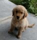 Golden Retriever Puppies for sale in Florida 34104, USA. price: NA