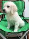 Golden Retriever Puppies for sale in Bardstown, KY 40004, USA. price: NA