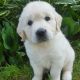 Golden Retriever Puppies for sale in Fayette, OH 43521, USA. price: NA