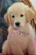 Golden Retriever Puppies for sale in Baileyton, TN 37745, USA. price: NA