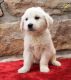 Golden Retriever Puppies for sale in Lykens, PA, USA. price: NA