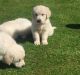 Golden Retriever Puppies for sale in Honolulu, HI 96818, USA. price: NA