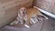 Golden Retriever Puppies for sale in Hytop, AL 35768, USA. price: NA
