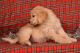 Golden Retriever Puppies for sale in Maryland Ave SW, Washington, DC, USA. price: NA