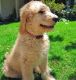 Golden Retriever Puppies for sale in Columbus, OH 43215, USA. price: NA