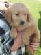 Golden Retriever Puppies for sale in Columbus, OH 43215, USA. price: $400