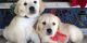 Golden Retriever Puppies for sale in Columbus, OH 43215, USA. price: $400
