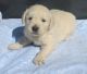 Golden Retriever Puppies for sale in 700 W 5th St, San Pedro, CA 90731, USA. price: NA