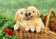 Golden Retriever Puppies for sale in Miami Beach, FL, USA. price: NA