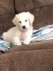 Golden Retriever Puppies for sale in Aiken, SC, USA. price: NA