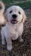 Golden Retriever Puppies for sale in Hytop, AL 35768, USA. price: NA
