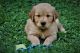 Golden Retriever Puppies for sale in Gainesville, GA, USA. price: $1,200