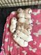 Golden Retriever Puppies for sale in Idaho Springs, CO, USA. price: NA