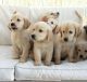 Golden Retriever Puppies for sale in Harrisburg, PA, USA. price: NA