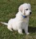 Golden Retriever Puppies for sale in Tyler, TX, USA. price: NA