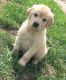 Golden Retriever Puppies for sale in Sterling, OH 44276, USA. price: NA