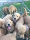 Golden Retriever Puppies for sale in Cross Hill, SC 29332, USA. price: $900