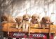 Golden Retriever Puppies for sale in Jurupa Valley, CA 91752, USA. price: NA