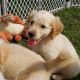 Golden Retriever Puppies for sale in Jefferson, OH 44047, USA. price: NA