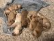Golden Retriever Puppies for sale in Salado, TX 76571, USA. price: NA