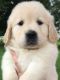 Golden Retriever Puppies for sale in Pottstown, PA 19464, USA. price: $1,300