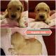 Golden Retriever Puppies for sale in Sioux City, IA, USA. price: NA