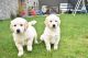 Golden Retriever Puppies for sale in Milwaukee, WI, USA. price: $500