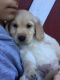 Golden Retriever Puppies for sale in Bellingham, WA, USA. price: $1,800