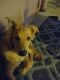 Golden Retriever Puppies for sale in Anna, IL 62906, USA. price: $450