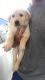 Golden Retriever Puppies for sale in Romania Dr, Louisville, KY 40216, USA. price: NA