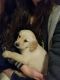 Golden Retriever Puppies for sale in Cecil, WI 54111, USA. price: NA