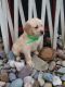 Golden Retriever Puppies for sale in Sugarcreek, OH 44681, USA. price: $625